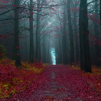 Hameln´s Forest @ Germany