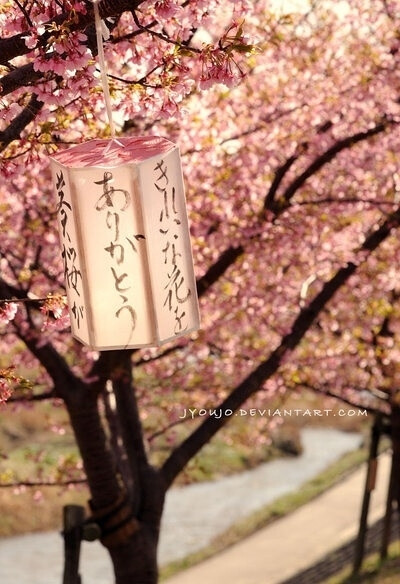 桜花祭、白灯笼里的日本魅影