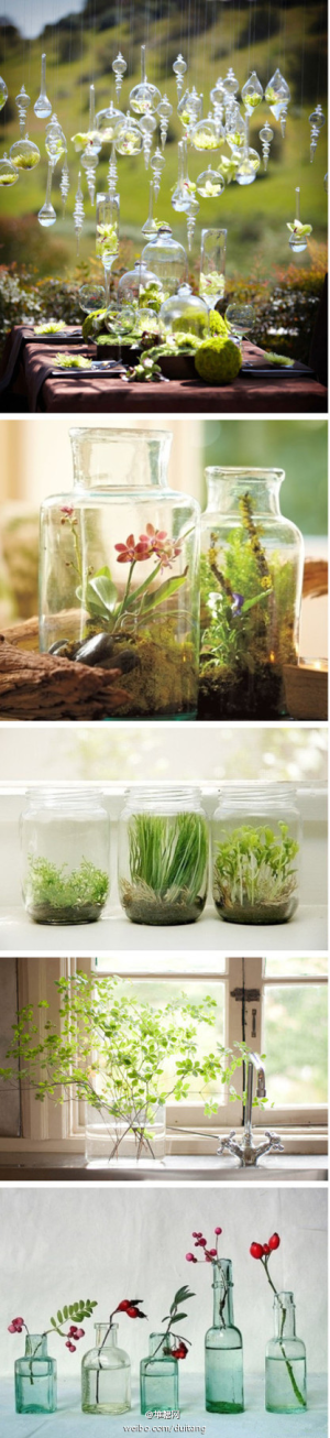 奇妙的水养植物，迷你的瓶中世界，太灵了！