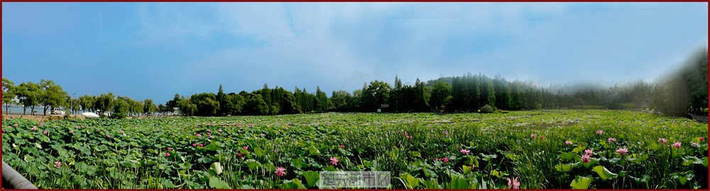 未标题_磨山荷塘全景图-1.jpg