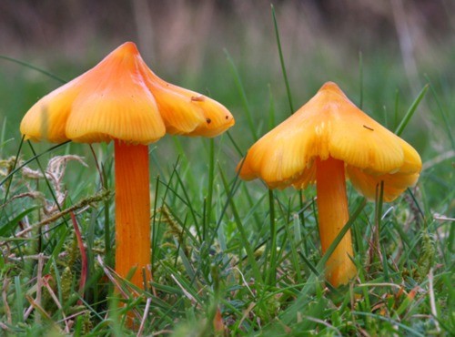 灿烂夺目的橙色蘑菇