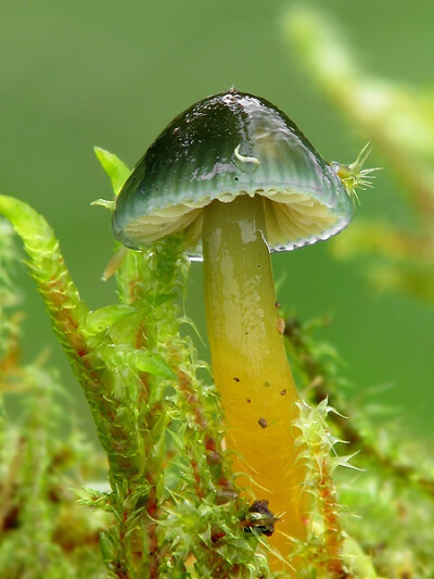 殷实的绿蘑菇~