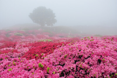 那片花海