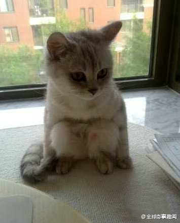 这猫居然会蹲着！！神喵啊！