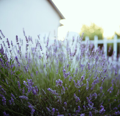 By December Sun（Ines Perković）-Lavender's Evening