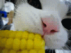 啃玉米的小猫咪