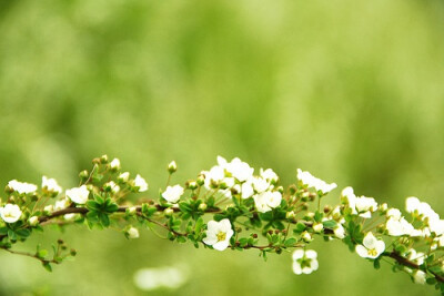 一串儿白花~