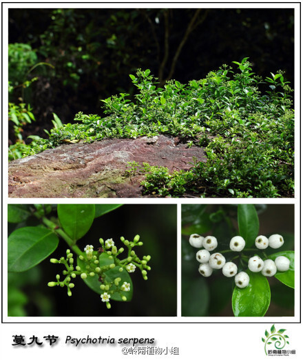 蔓九节（Psychotria serpens）茜草科九节属 藤本植物。蔓九节在深圳是很常见的野生植物，山中地表树干上石头上他都能生长，甚至于人工相思林都有它的踪迹。比起它不起眼的小花，最吸引眼球的应该是那念珠般的果实了，点缀林中，十分显眼。花期5-7月(摄影：@sinsigma@BigKing_大金 )