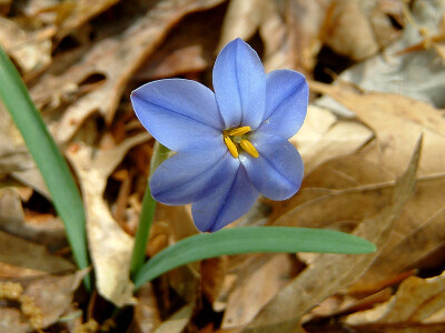 Ipheion uniflorum 。花韭