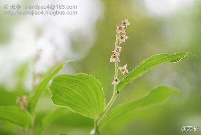 紫花鹿药，百合科，鹿药属