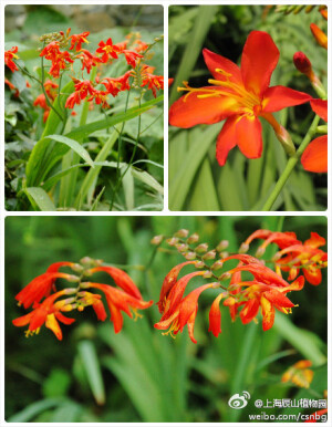 火星花（雄黄兰）Crocosmia × crocosmiiflora，鸢尾科雄黄兰属球根花卉。本属植物均原产非洲南部地区。6-7月开花不断，有着鸢尾科典型的蝎尾状聚伞花序。本种为人工杂交种，由橙黄雄黄兰C. aurea 和波氏雄黄兰C. pottsii杂交而来。