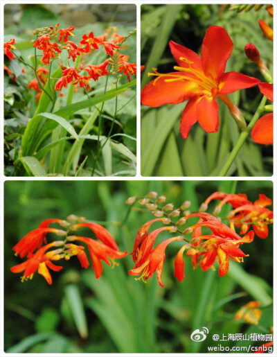 火星花（雄黄兰）Crocosmia × crocosmiiflora，鸢尾科雄黄兰属球根花卉。本属植物均原产非洲南部地区。6-7月开花不断，有着鸢尾科典型的蝎尾状聚伞花序。本种为人工杂交种，由橙黄雄黄兰C. aurea 和波氏雄黄兰C. pot…