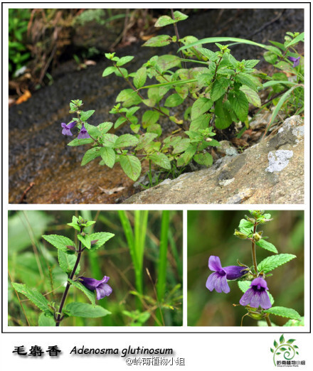 毛麝香（Adenosma glutinosum）玄参科毛麝香属 多年生草本。虽说名字里有“麝香”二字，其实它并不是什么稀罕物，华南地区十分常见。深紫色的花朵散发着神秘而迷人的魅力，且花期极长。花朵没什么味道，叶子揉碎后却芬芳异常。可入药，花期6-10月。（摄影：@BigKing_大金 ）