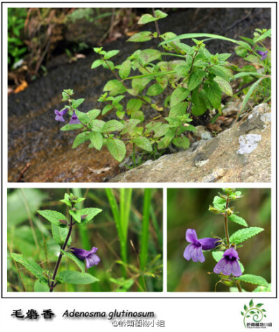 毛麝香（Adenosma glutinosum）玄参科毛麝香属 多年生草本。虽说名字里有“麝香”二字，其实它并不是什么稀罕物，华南地区十分常见。深紫色的花朵散发着神秘而迷人的魅力，且花期极长。花朵没什么味道，叶子揉碎后却…