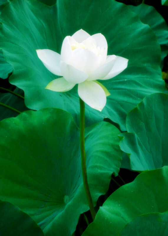  AIMEE花屋 白荷 拉丁文名 Nelumbo nucifera 别名 莲花、水芙蓉、六月花神、藕花 传说 荷花相传是王母娘娘身边的一个美貌侍当初玉姬看见人间双双对对，男耕女织，十分羡慕，因此动了凡心，在河神女儿的陪伴下偷出天宫，来到杭州的西子湖畔。西湖秀丽的风光使玉姬流连忘返，忘情地在湖中嬉戏，到天亮也舍不得离开。王母娘娘知道后用莲花宝座将玉姬打入湖中，并让她“打入淤泥，永世不得再登南天”。从此，天宫中少了一位美貌的侍女，而人间多了一种玉肌水灵的鲜花