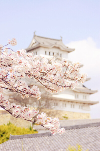 姬路城，日本。开满樱花的时候。天朗气清的时候。