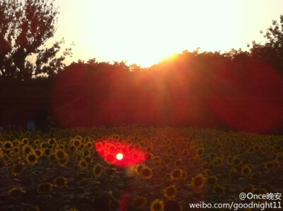 夏。向日葵种太阳。哈哈