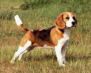 Beagle