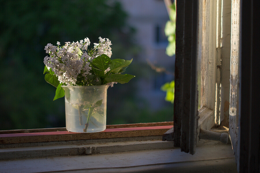 By Eva Daniloff（Голубка）-A modest bouquet...