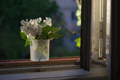 By Eva Daniloff（Голубка）-A modest bouquet...