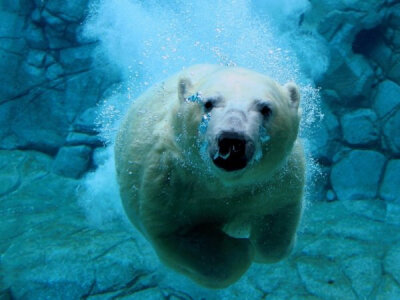 I like swiming, especially diving in the pool.I'm feel good when I am in the water.