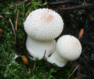 小蘑菇~