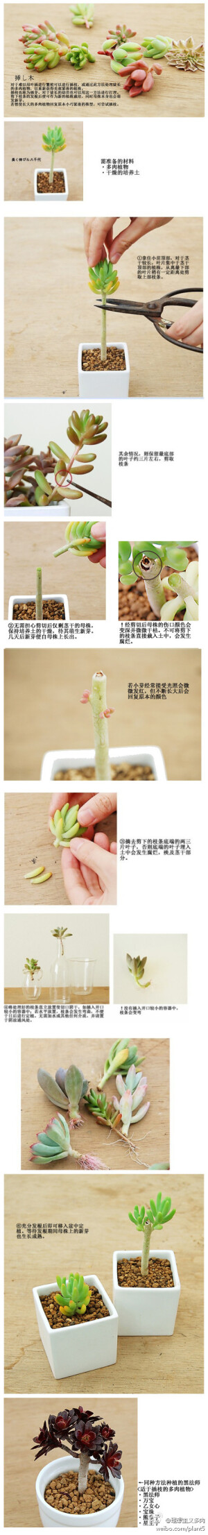 现在是多肉的生长旺季，除了叶插还可以试试枝插。徒长了的多肉也可以用这个方法重新获得美丽的植株造型。图片来自日本网站，国内多肉爱好者桃涩整理的中文版本。我试过八千代和玉珠帘砍头，现在都长的很好，不过有时候面对自己的多肉是会产生一种难以下手的情绪呢~哈哈