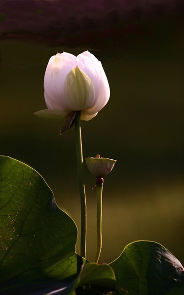 莲，出水芙蓉，出淤泥而不染，濯清涟而不妖。