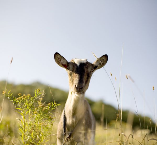 Small spot the autistic goat never sleeps maiden cliff september 2008 600x0