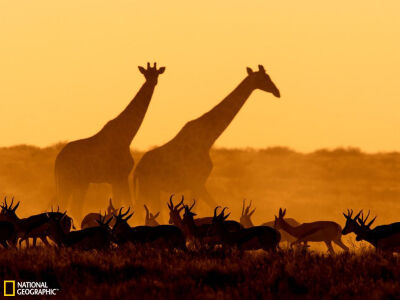 纳米比亚长颈鹿与瞪羚梦幻剪影摄影师： Fernando Quevedo, My Shot，2012年07月08日纳米比亚奥康德卡水洞附近的长颈鹿与瞪羚，在阳光的映衬下显现出清晰的轮廓。