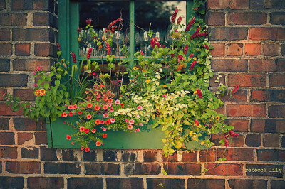 window box、花、温馨、house、静、像你笑起来的样子、家居