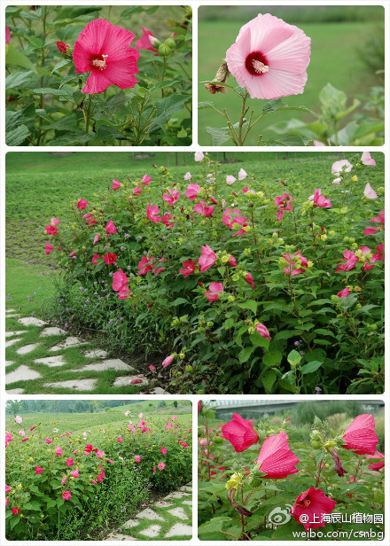 芙蓉葵（大花秋葵）Hibiscus moscheutos，单朵花径达12至14厘米，在木槿属中算是个异类了，芙蓉葵来自北美东部，近几年被引入我国园林，栽培甚广。其色彩鲜艳，主要有红、粉、白等色，丛植效果相当抢眼哦！辰山矿坑花园、北美植物区系园均可观赏到此花。