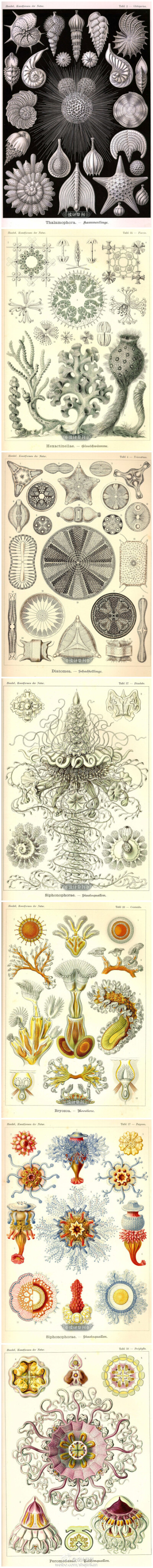 【神奇、精妙的大自然动植物结构绘画（二）】（