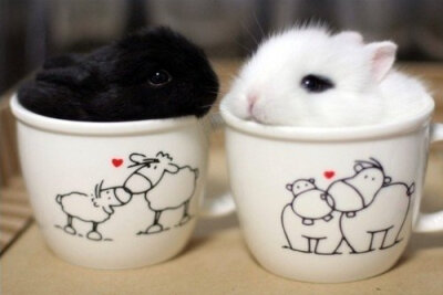两杯兔子