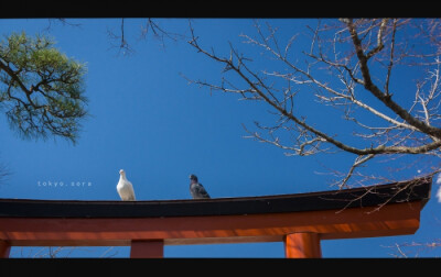 鳥居ハト