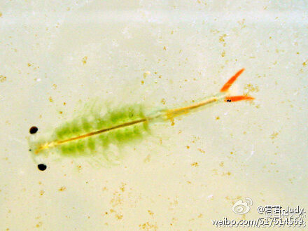 &lt;虫虫也美丽&gt; 之 碧波仙子~ { 枝额虫，别称仙女虾，英文名：fairy shrimp，摄影：idua_japan