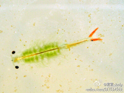 &lt;虫虫也美丽&gt; 之 碧波仙子~ { 枝额虫，别称仙女虾，英文名：fairy shrimp，摄影：idua_japan