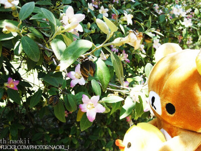 Rilakkuma 轻松熊