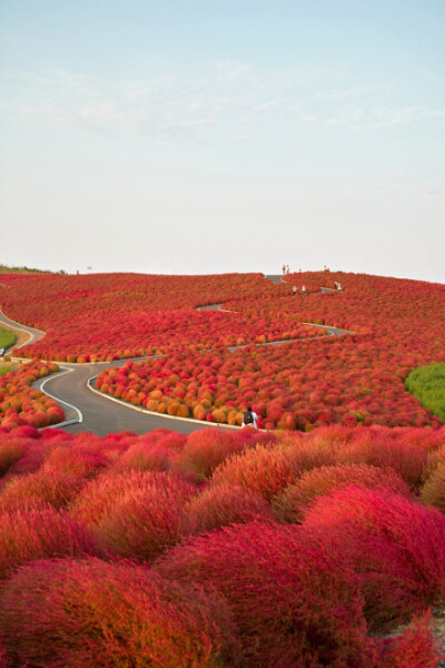 Kochia Hill（地肤山），位于日本关东茨城县