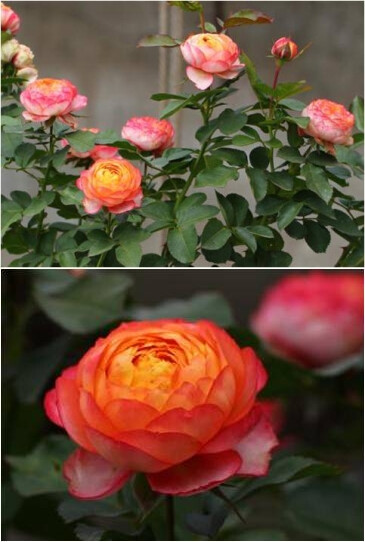 【玫瑰】浪漫宝贝，黄色或橙色混合，株型低矮，属于微型或丰花的品种，花期非常长，开花性非常好，开花量很大，往往2-3片叶子就开花，从而导致经常不长个子就开花了。这个品种是近年来推出的非常优秀的品种之一，如果嫁接会使植株变得高大，从而可作为切花栽培。