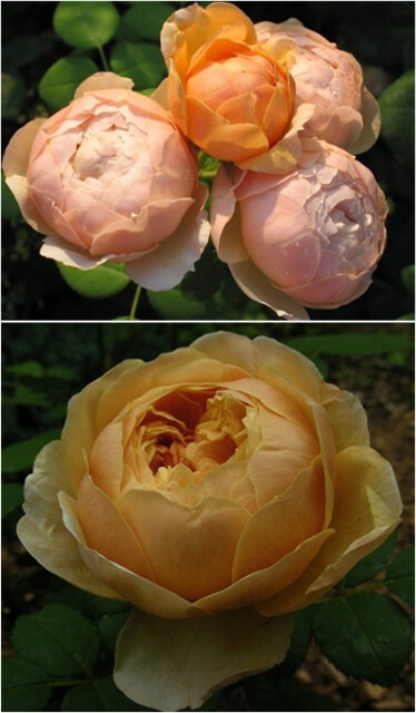 【玫瑰】查尔斯达尔文，黄色，温和的香味，非常健壮，抗病性非常优秀，耐热，是少有的适合热带地区并且可以作为切花栽培的奥斯汀黄色灌木品种之一，也是非常完美的奥斯汀黄色品种之一。