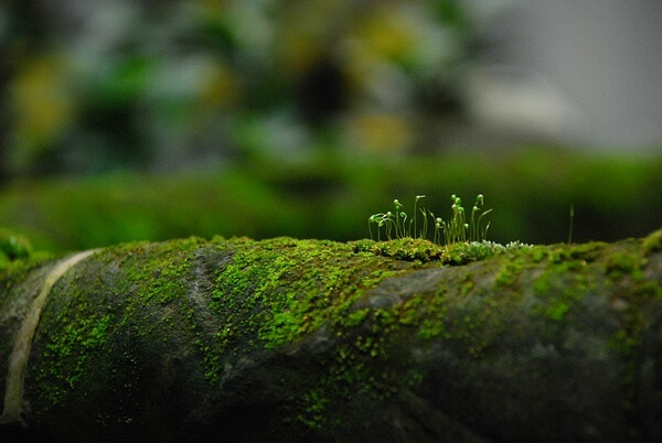 苔藓，相机真好。