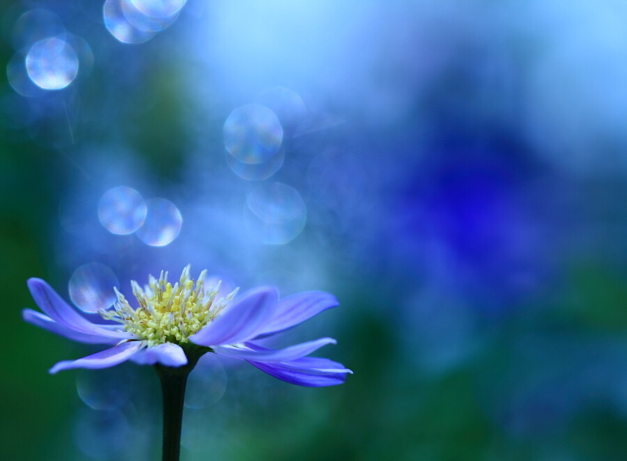 Photograph Blue Dreamer by YaYa Gonohe on 500px