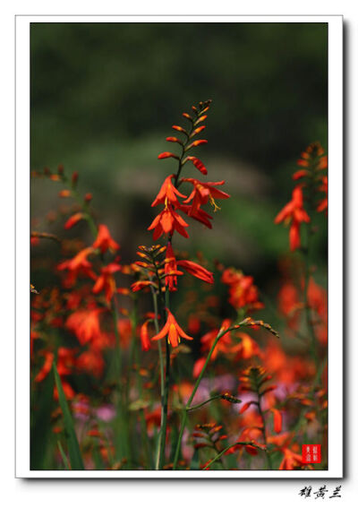 雄黄兰 - 高清图片，堆糖，美图壁纸兴趣社区