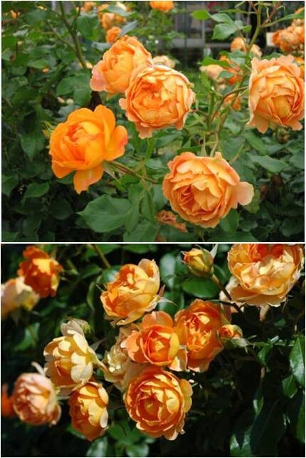【玫瑰】蜂蜜焦糖，特有的焦糖色，活力非常强的丰花类灌木月季，重复开花性好，花量巨大，单朵花期长，颜色亮丽，是一个非常有个性并富有魅力的品种，被誉为法国月季的绝品。