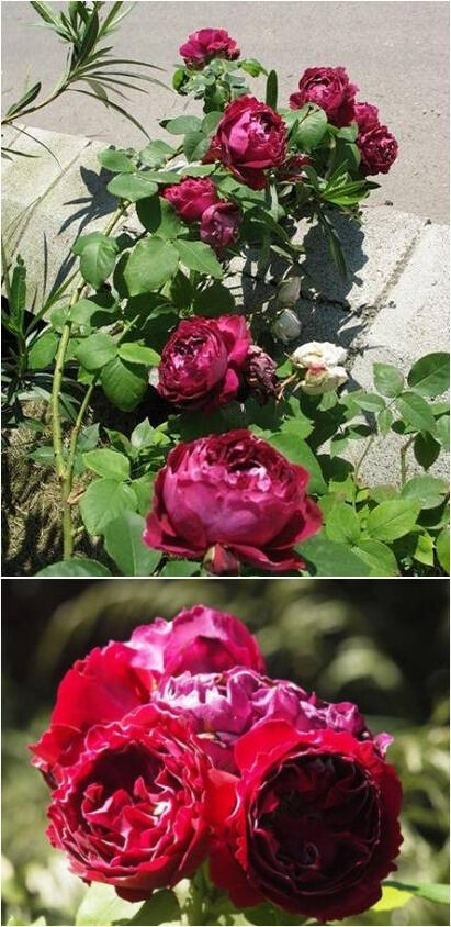 【玫瑰】男爵，紫红色，白色花边，强烈的香味，四季开花习性，主要作为一季栽培，其它季节开花量少。大型藤本，植株生长迅速，开花量巨大，单朵花期较长，香味挥发性强，是老月季中少见的另类色彩的优秀品种之一，备受广大爱好者收藏。1998-2001年多次在展会上获奖。