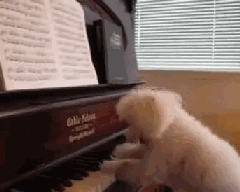 会弹钢琴的狗狗