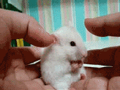 有爱的小白鼠