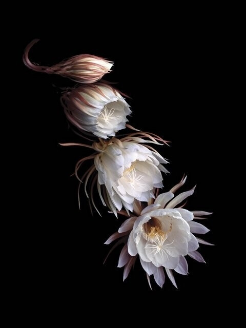 昙花一现~此生足矣~