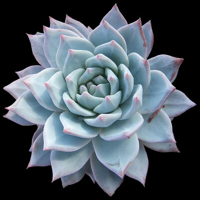 景天科拟石莲花属 Echeveria 'Blue Bird'（图片来源Flickr） fr：多肉植物馆 豆瓣小站